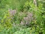 img212.jpeg.small.jpeg