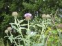 img217.jpeg.small.jpeg