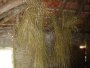 img240.jpeg.small.jpeg