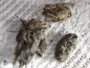 img266.jpeg.small.jpeg