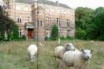 Schapen op
                milieuproject Stoutenburg